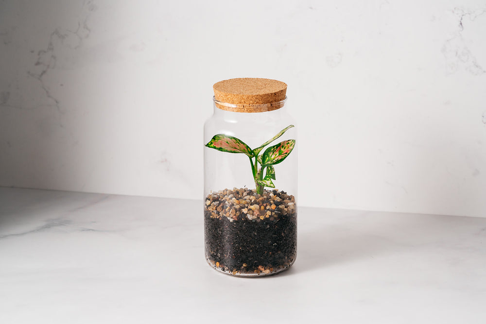 Jar Terrarium